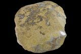 Polished Fossil Coral (Actinocyathus) Head - Morocco #159281-2